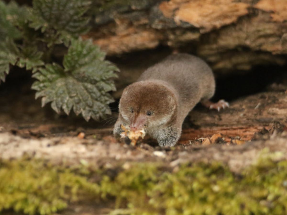 common-shrews-etruscan-shrews-some-animals-shrink-their-own-brains-in