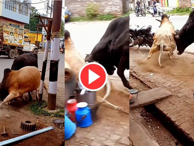 Animal Fight Video Google Trends Never Seen Such A Dangerous Fight Between  Bulls In This Viral Video | Animal Fight Video: सांडों के बीच इतनी खतरनाक  लड़ाई देखी है कहीं? सींग मारकर