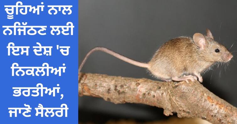 Jobs in Newyork: You will be surprised to hear the amazing jobs that came out of this place to deal with rats, the salary Jobs in Newyork : ਚੂਹਿਆਂ ਨਾਲ ਨਜਿੱਠਣ ਲਈ ਇਸ ਥਾਂ ਨਿਕਲੀਆਂ ਕਮਾਲ ਦੀ ਨੌਕਰੀਆਂ, ਤਨਖਾਹ ਸੁਣ ਕੇ ਰਹਿ ਜਾਓਗੇ ਹੈਰਾਨ