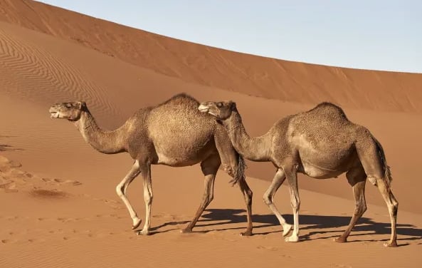 What is Camel Flu fifa world poses threat of spreading camel flu to world Camel Flu Symptoms Camel Flu : कोरोनापेक्षा घातक विषाणूचं सावट; आता कॅमल फ्लूचा धोका, FIFA मुळे जगाची चिंता वाढली