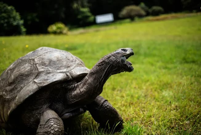 World Oldest Tortoise Turns 190 Years : जोनाथन (Jonathan - Seychelles Giant Tortoise) हा पृथ्वीवरील सर्वात वृद्ध कासव आहे. हे कासव इतिहासाचा साक्षीदार आहे.