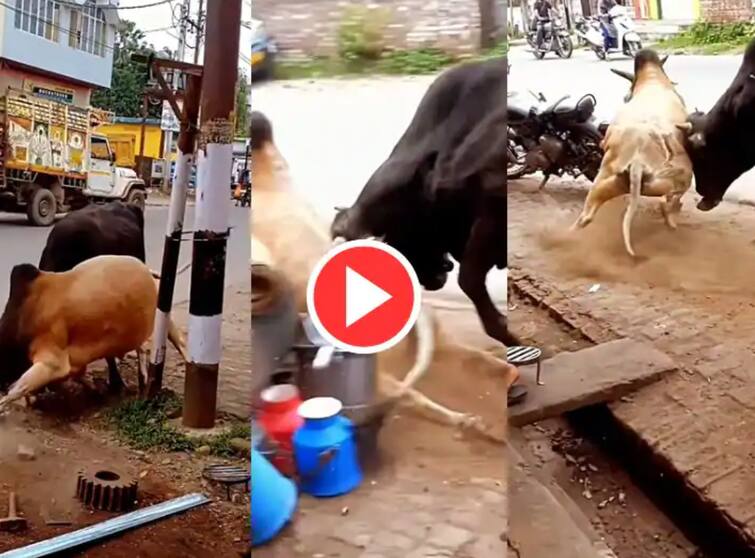 animal fight video google trends never seen such a dangerous fight between bulls in this viral Animal Fight Video: ਕੀ ਤੁਸੀਂ ਕਦੇ ਬਲਦਾਂ ਦੀ ਅਜਿਹੀ ਖ਼ਤਰਨਾਕ ਲੜਾਈ ਦੇਖੀ ਹੈ?