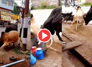 Animal Fight Video: ਕੀ ਤੁਸੀਂ ਕਦੇ ਬਲਦਾਂ ਦੀ ਅਜਿਹੀ ਖ਼ਤਰਨਾਕ ਲੜਾਈ ਦੇਖੀ ਹੈ?