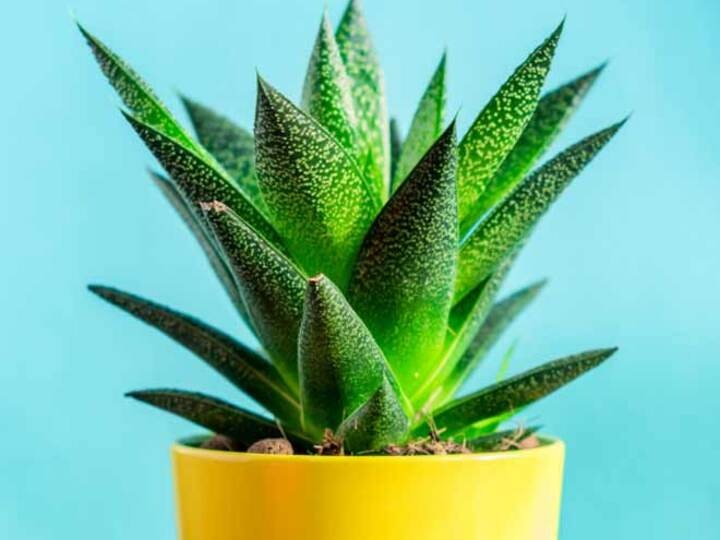 Air Purifying Plant: एयर प्यूरीफायर खरीदने की क्या जरूरत? इन 6 पौधों से प्राकृतिक रूप से हवा हो जाएगी शुद्ध