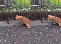 बिल्ली ने चूहे को मारा चांटा तो हुआ ऐसा पलटवार, सोच में पड़ गई शेर की मौसी