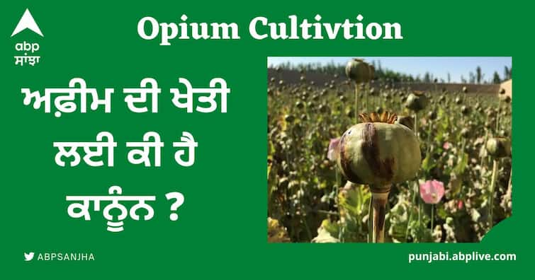 opium is traded in india under the ndps act Opium Cultivtion: ਅਫ਼ੀਮ ਦੀ ਖੇਤੀ ਲਈ ਕੀ ਹੈ ਕਾਨੂੰਨ ? ਕੀ ਹਰ ਕੋਈ ਇਸ ਨੂੰ ਉਗਾ ਕੇ ਵੇਚ ਸਕਦੈ ?