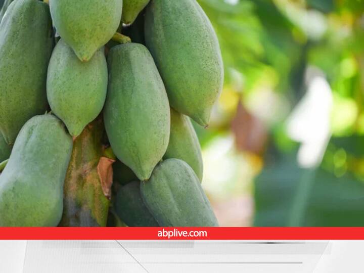 Success Story of Farmer Earn Upto 5 lakh by cultivating Taiwan Papaya by getting 75% Subsidy from agri Scheme Papaya Cultivation: इस स्कीम से 75% सब्सिडी लेकर उगाए ताइवानी पपीते, क्वालिटी ऐसी कि खेत से खरीदकर ले जाते हैं व्यापारी