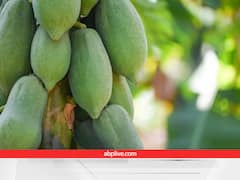 इस स्कीम से 75% सब्सिडी लेकर उगाए ताइवानी पपीते, क्वालिटी ऐसी कि खेत से खरीदकर ले जाते हैं व्यापारी