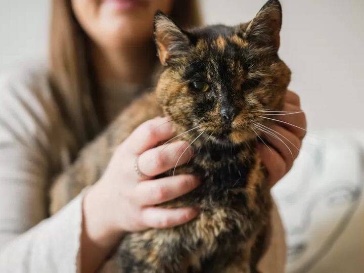world oldest cat Flossie Birthday will be celebrated on 29 December World Oldest Cat: दुनिया की सबसे उम्रदराज बिल्ली फ्लॉसी को जानते हैं आप? 29 दिसंबर को मनाया जाएगा जन्मदिन