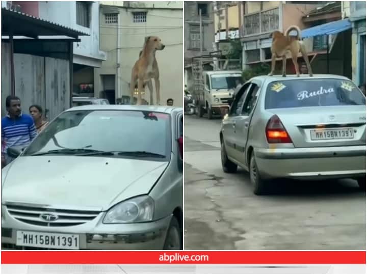 Dog is seen standing on roof of car and enjoying ride Video: कार की सवारी के मजे लेते नजर आया कुत्ता, हंसने पर मजबूर कर देगा वीडियो
