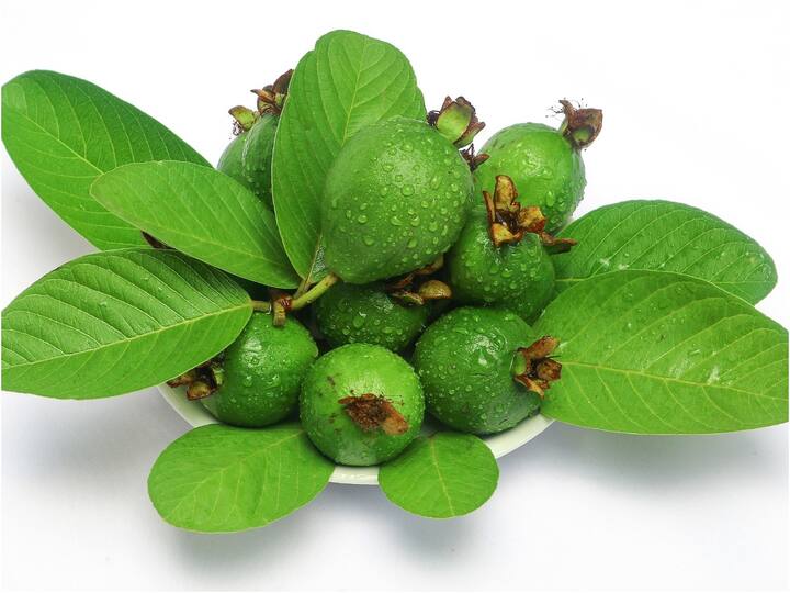 Guava Leaves Can Help Control Diabetes And Acne Problems Guava Leaves: ఓ మై గాడ్, జామ ఆకులతో ఇన్ని ఆరోగ్య ప్రయోజనాలా? ఎలా తీసుకుంటే మేలు?