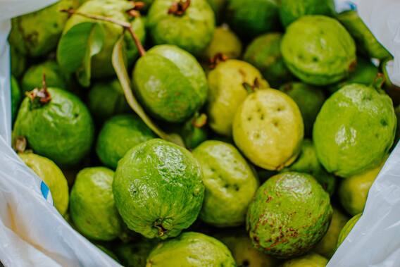 Guava Side Effects: अमरूद के सेवन से बिगड़ सकती हैं ये बीमारियां; पता लगाना! Guava Side Effects: अमरूद के सेवन से बिगड़ सकती हैं ये बीमारियां; पता लगाना!