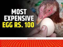 10-15 रुपये में नहीं, इस मुर्गी का अंडा बिकता है पूरे 100 रुपये में, इसकी खासियत ही ऐसी है