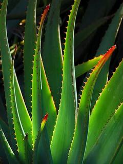 Aloe Vera Benefits: கற்றாழையில் இவ்வளவு நன்மைகள் இருக்கா? கற்றாழையின் பயன்கள் என்ன?