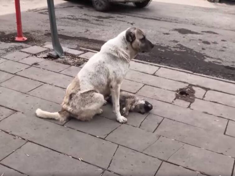 madhya pradesh:  Dog and 3 puppies poisoned, brutally burnt to death in Bhopal Crime: கொடூரத்தின் உச்சம்..! தாய் மற்றும் மூன்று நாய்க்குட்டிகளுக்கு விஷம்.. பூங்காவில் எரித்துக் கொலை!