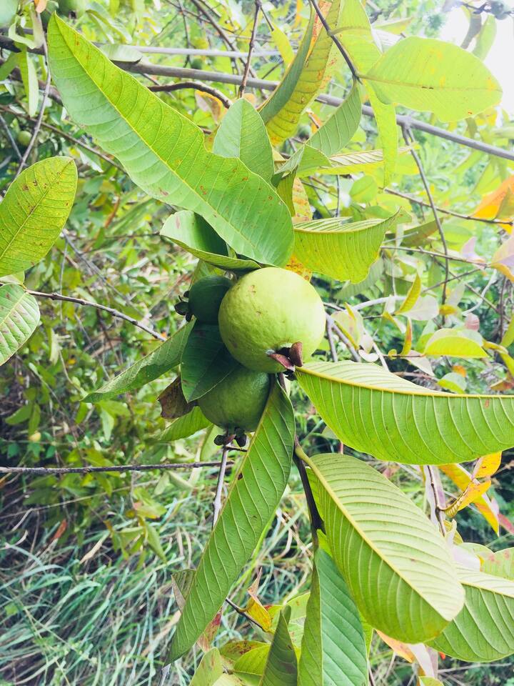 कधीकधी पेरू खाल्ल्यानेही रक्त येते. पेरू खाल्ल्यानंतर काही लोकांचे दातही आंबट होतात. संवेदनशीलतेचा त्रास असलेल्या रुग्णांनी पेरू खाऊ नये. अशा परिस्थितीत वेदना आणि मुंग्या येण्याची समस्या वाढू शकते.