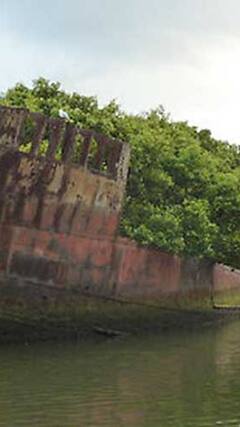 ‘மூங்கில் காடுகளே வண்டு முனகும் பாடல்களே..’ உலகின் டாப் 10 அழகான காடுகள்!