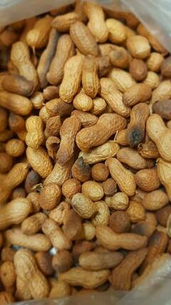 Side Effects of Peanuts : थंडीत शेंगदाणे खायला आवडतायत? जाणून घ्या दुष्परिणाम