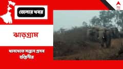 পাকা ধানখেতের মধ্যে সন্তানপ্রসব হস্তিনীর, পাহারায় দাঁতাল! দেখতে ভিড় গ্রামবাসীদের