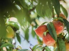 Health Tips: ही फळे सोलून खाण्याची चूक करू नका, नाहीतर..