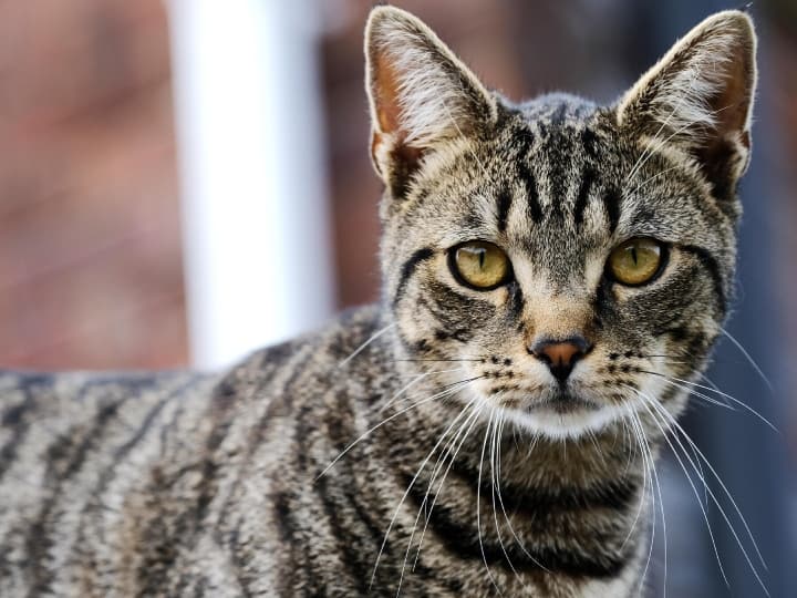 Neighbor Cat Ate Cock: पड़ोसी की बिल्ली खा गई मुर्गा, फिर खूब हुआ झगड़ा, पुलिस ने दर्ज किया केस