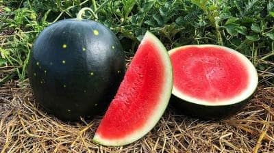 Pune Baramati Latest News Update Watermelon farmer climate change फेब्रुवारी सुरु झाला पण थंडी काय संपेना, कलिंगड उत्पादक शेतकऱ्यांना बसतोय फटका