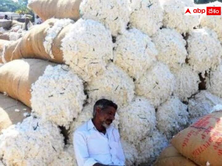 Traders and brokers have become a syndicate and are trying to bring down the price of cotton In karimnagar dnn గన్నీ బ్యాగుల కొరత అంటూ దళారులు, వ్యాపారులు సిండికేట్ అయ్యారు- పత్తి ధరలు దించేశారు