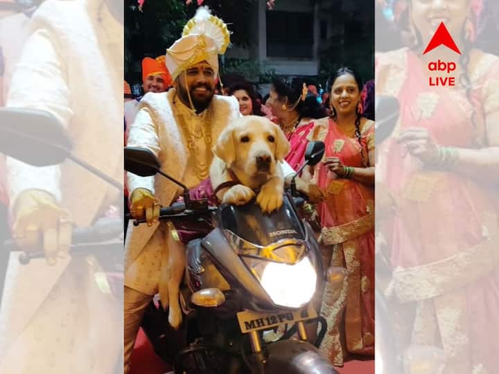 Viral Video Groom Makes Entry With His Pet Dog On Bike, Internet Is In Love Viral Video: মেজাজই আলাদা! বরের সঙ্গে বাইকে চড়ে বিয়ের আসরে প্রবেশ পোষ্যের, ভাইরাল ভিডিও
