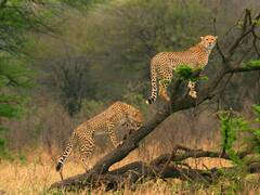 Trees Marked By Cheetahs Help Other Species Gather Information: Study