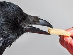 Morning Tips: हर सुबह इस काम से करेंगे शुरुआत, तो जीवन होगा खुशहाल