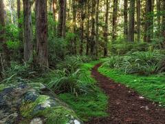 ‘மூங்கில் காடுகளே வண்டு முனகும் பாடல்களே..’ உலகின் டாப் 10 அழகான காடுகள்!