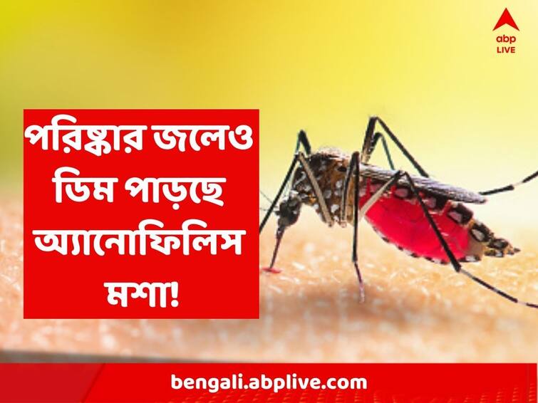 Anopheles mosquito is changing its character, not dengue, this time malaria will increase the concern according to researchers Malaria: চরিত্র বদলাচ্ছে অ্যানোফিলিস মশা, ডেঙ্গি নয়, এবার গবেষকদের মতে উদ্বেগ বাড়াবে ম্যালেরিয়া