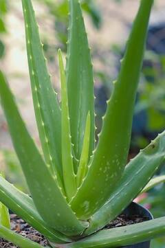 Aloe Vera Benefits: கற்றாழையில் இவ்வளவு நன்மைகள் இருக்கா? கற்றாழையின் பயன்கள் என்ன?