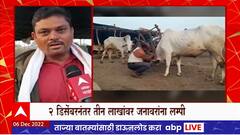 Maharashtra Lumpy Disease : महाराष्ट्रात लम्पीचा प्रादुर्भाव थांबेना, थैमान सुरुच