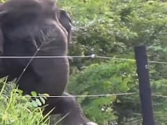 Old Video Of Elephant Breaking Electric Fence Without Harming Itself Has The Internet Amused