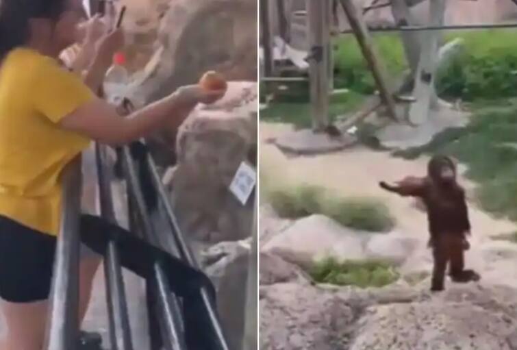 Orangutan demand food from visitor in zoo with a hilarious expression ਓਰੰਗੁਟਾਨ ਨੇ ਟੂਰਿਸਟ ਤੋਂ ਜ਼ਿੱਦ ਕਰਕੇ ਮੰਗਿਆ ਭੋਜਨ, ਵੀਡੀਓ ਹੋਇਆ ਵਾਇਰਲ
