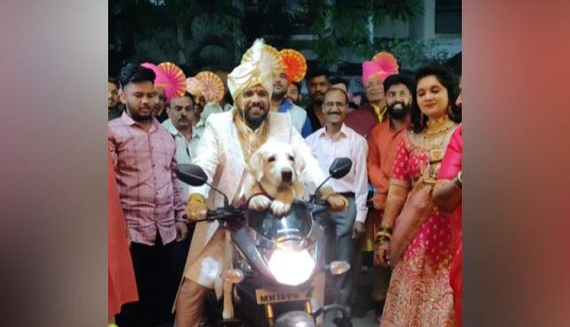 Groom rides bike with his dog while entering wedding venue, Viral video wins hearts Viral Video: ਪਾਲਤੂ ਕੁੱਤੇ ਨਾਲ ਬਾਈਕ 'ਤੇ ਬੈਠੇ ਲਾੜੇ ਨੇ ਕੀਤੀ ਕਮਾਲ ਦੀ ਐਂਟਰੀ, ਦੇਖਦੇ ਹੀ ਰਹਿ ਗਏ ਲੋਕ