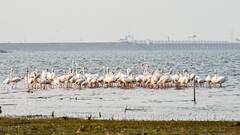 PHOTO: जायकवाडीतील विदेशी पक्ष्यांचे आगमन यंदा लांबले