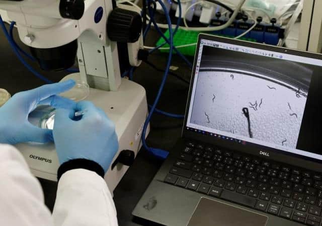 Japanese biotech firm develops test for pancreatic cancer Cancer: છે ને કમાલનો ટેસ્ટ, કીડા સૂંઘીને બતાવી દે છે કે કેન્સર છે કે નહિ, આ મહિનાથી થશે શરૂ