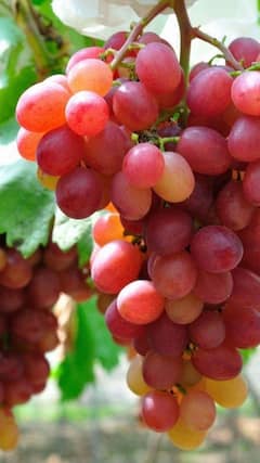 தினமும் சுறுசுறுப்பாக இருக்க இந்த உணவுகளை சாப்பிடுங்க...!