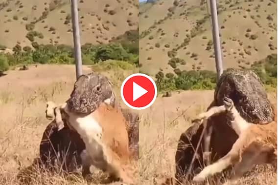 Viral Video: पूरा हिरण ही निगल गया कोमोडो ड्रैगन, दिमाग घुमा देगा वीडियो का आखिरी सीन 