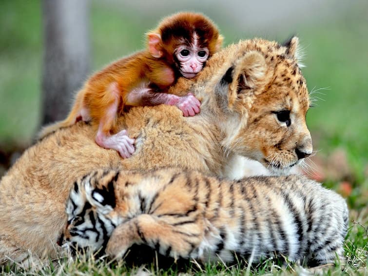 Watch viral video of a baby monkey playing with tiger baby Viral Video:વાનર અને વાઘની દોસ્તી જોઇને થઇ જશો જુઓ ક્યૂટ મસ્તીનો વીડિયો