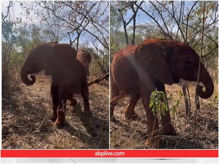 adorable baby elephant is seen taking support of a tree to scratch its itch Video: खुजली ने हाथी के बच्चे को किया परेशान, मिटाने के लिए पेड़ को हुआ काफी नुकसान