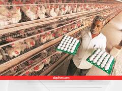 100 करोड़ के बजट से यूपी में खुलेंगे इनक्यूबेटर पोल्ट्री फार्म, जानें कैसे इनकम बूस्टर की तरह काम करता है ये बिजनेस