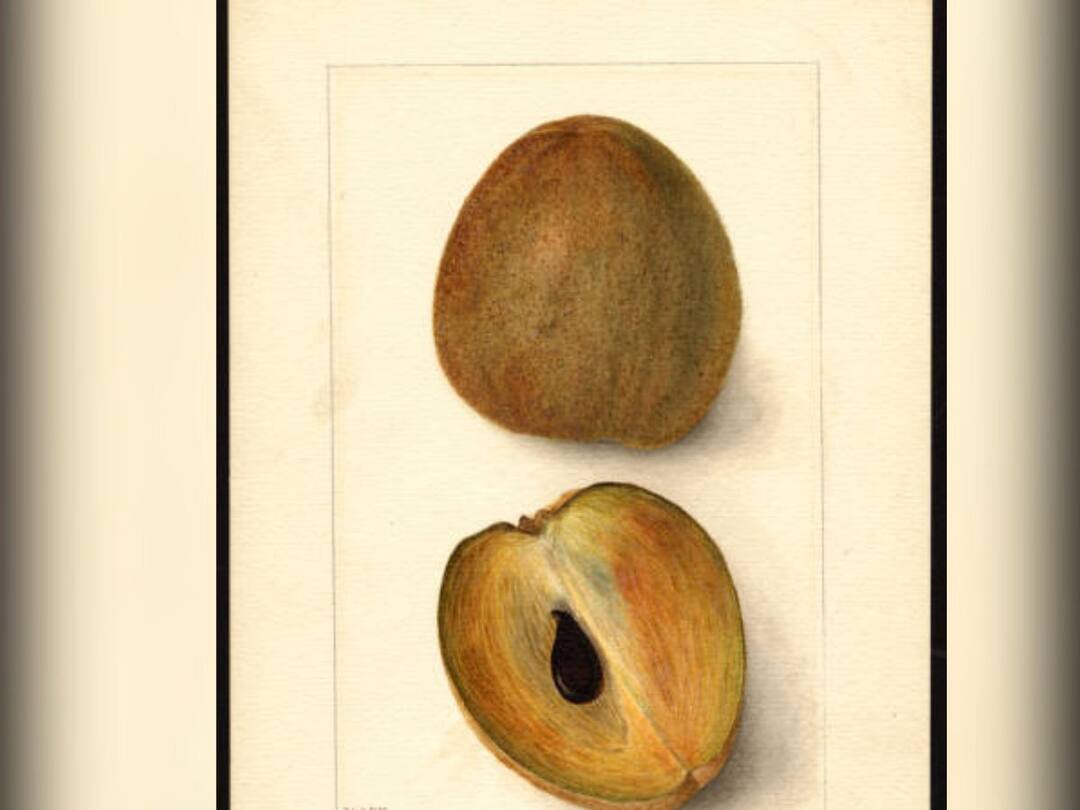 'Time For Dark, Handsome King To Dazzle': Plea To Make Chiku 'King Of Fruit' Goes Viral 'Time For Dark, Handsome King To Dazzle': Plea To Make Chiku 'King Of Fruit' Goes Viral