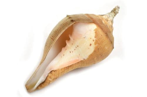 Astro Tips: ધન અને સમૃદ્ધિ મેળવવા માટે ઘરમાં રાખો આ શંખ, મળશે દેવી લક્ષ્મીની કૃપા Vastu Tips for Keeping Shankh or Conch Shell at Home Astro Tips: ધન અને સમૃદ્ધિ મેળવવા માટે ઘરમાં રાખો આ શંખ, મળશે દેવી લક્ષ્મીની કૃપા