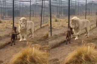 डॉगी और शेर की ऐसी दोस्ती नहीं देखी होगी कहीं, जंगल के राजा ने जो किया कमाल लगेगा - देखिए Video