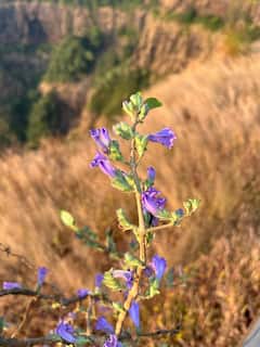 PHOTO : कावळेसाद पॉईंटवर फुलली दुर्मिळ कारवी!