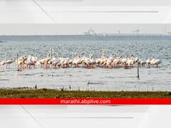 PHOTO: जायकवाडीतील विदेशी पक्ष्यांचे आगमन यंदा लांबले