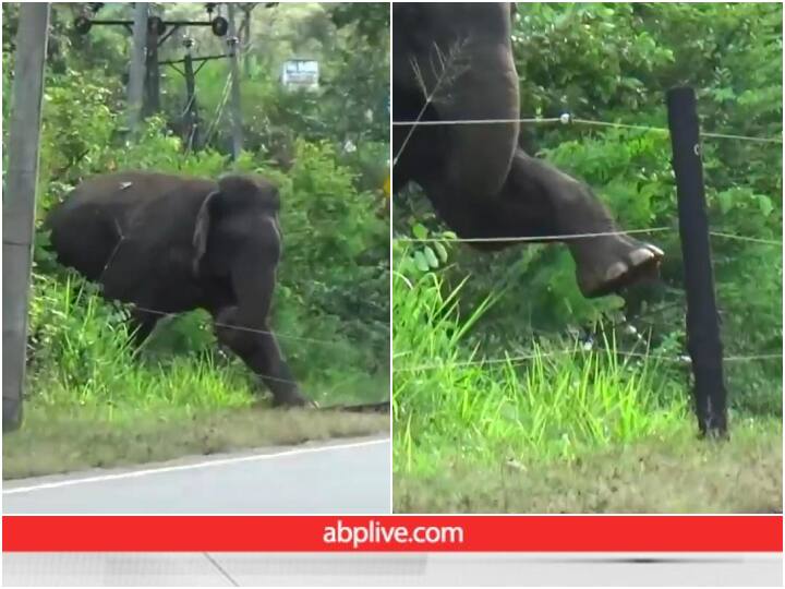 Elephant crossing current line safely and wisely winning internet viral video करेंट से बचने के लिए हाथी ने भिड़ाई ऐसी तरकीब, Video देख गजराज की फैन हो गई पब्लिक